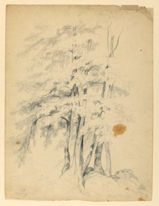 Studie von schwarzen Birken