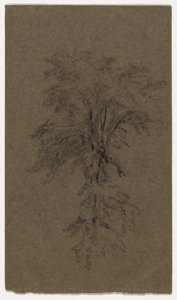 Studie einer Ulme von Daniel Huntington