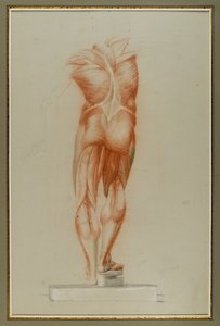 Écorché (Figurenstudie der Muskulatur), ca. 1848 von Daniel Huntington