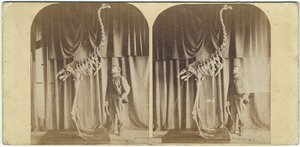 Julius von Haast und Moa, Canterbury Museum, ca. 1867 von Daniel Louis Mundy