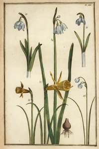 Wilde Narzisse, Narcissus pseudonarcissus, und Schneeglöckchen, Galanthus nivalis