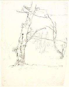 Baumstämme