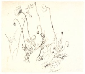 Mohnblumen