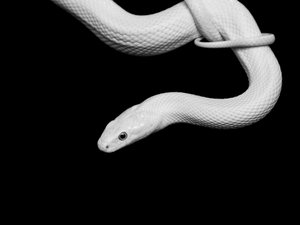 Albino Schlange Porträt