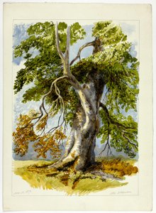 Knotiger Baum