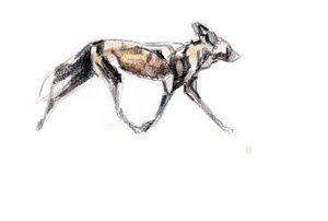 Afrikanischer Wildhund läuft von David Mayer