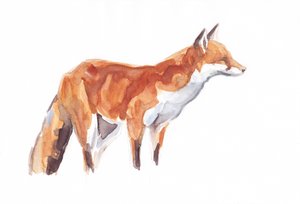 Fuchs