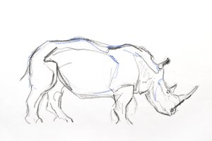 Weißes Nashorn