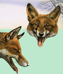 Der Fuchs