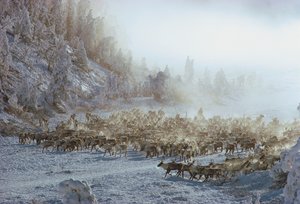 Rentiere, Elche, Karibus oder ähnliche Herde von Tieren in schneebedeckter Winterlandschaft von Dean Conger