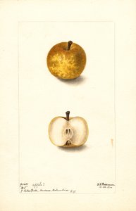 Äpfel (Malus domestica: Nr. 1)