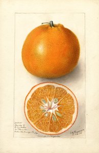 Orangen (Citrus sinensis: Thornton Nr. 5)