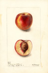 Pfirsiche (Prunus persica: Hiley)