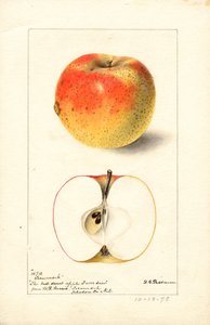 Tecumseh-Äpfel (Malus domestica)