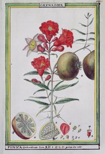 Granatapfelbaum, aus Florindie ou Historie physico-economique des vegetaux de la Torride, 1789 von Delahaye