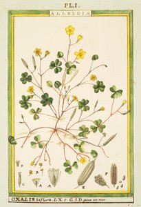 Bermuda-Sauerklee (Oxalis biflora oder pes-caprae), Aquarell von Delahaye