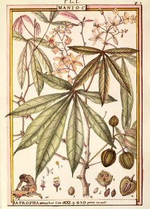 Maniok (Jatropha manihot), von Delahaye, Aquarell