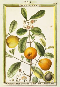 Chrysomele (Chrysomelis senticosa), Aquarell von Delahaye von Delahaye Delahaye