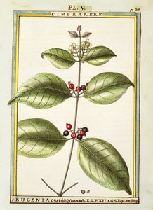Eugenia Carthaginensis, Aquarell von Delahaye von Delahaye Delahaye