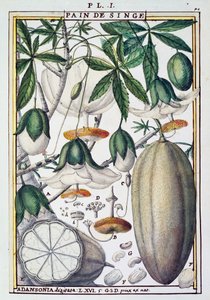 Früchte und Blumen des Baobab-Baums (Adansonia digitata) von Delahaye, aus Florindie ou Historie physico-economique des Vegetaux de la Torride