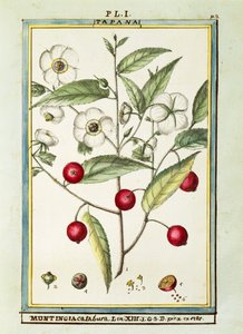 Jamaika-Kirsche (Muntingia calabura), Aquarell von Delahaye von Delahaye Delahaye