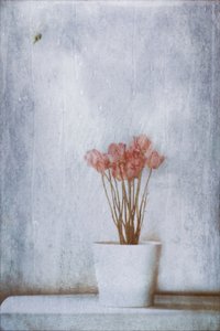 Zarte Trockenblumen von Delphine Devos