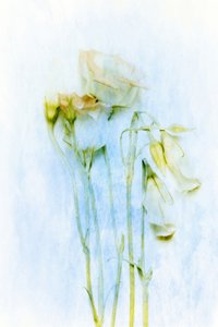 Zarte verblassende Blumen