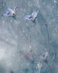 Träumende blaue Blüten von Delphine Devos