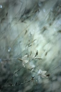 Träumerisches Blumen-Bokeh von Delphine Devos