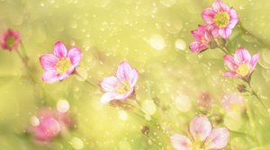 Träumige rosa Blumen von Delphine Devos
