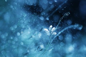 Ätherische Blaue Blüte