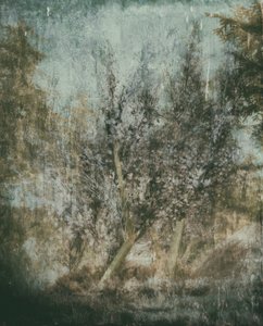 Ätherische Waldlandschaft von Delphine Devos