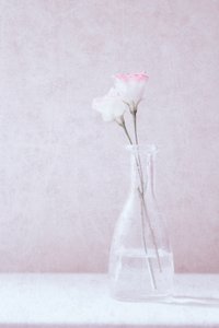 Blumen in Liebe