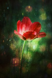 Leuchtende Rote Tulpe