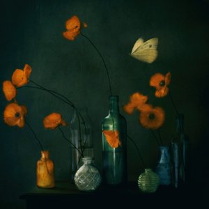 Stimmungsvolle Mohnblumen Schmetterling