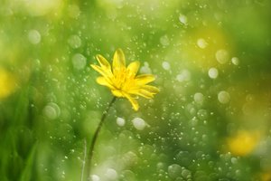 Morgentautropfenblume