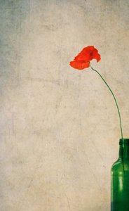 Rustikale Mohnblume und Flasche