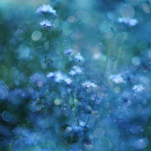 Sanfte blaue Bokeh-Blumen von Delphine Devos