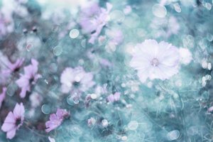 Weiche Pastellkosmosblumen