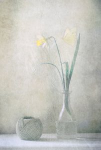 Frühlings-Narzissen-Schmetterling