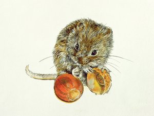 Wühlmaus mit einer Eichel von Diane Matthes