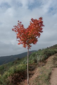 Herzbaum, 2016 von Diego Beyro