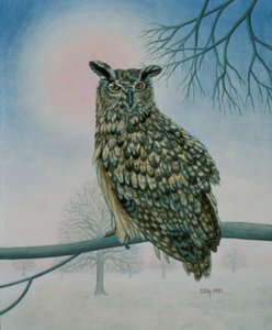 Winter-Eule von Ditz