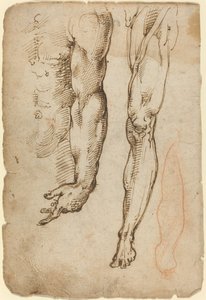 Anatomische Studien