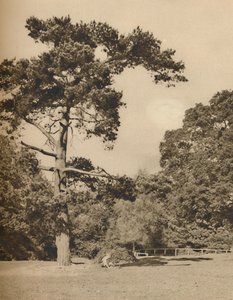 In Hadley Woods, Überrest des alten königlichen Jagdwaldes von Enfield Chase, ca. 1935 von Donald McLeish