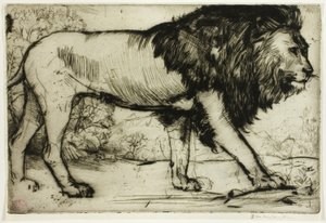 Ein Löwe von Donald Shaw MacLaughlan