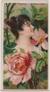 Pfingstrose: Archness, aus der Serie Floral Beauties and Language of Flowers N75 für Duke