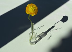 Sonnenbeschienener Ranunkel-Schatten