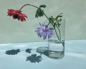 Lebendige Blumenschatten