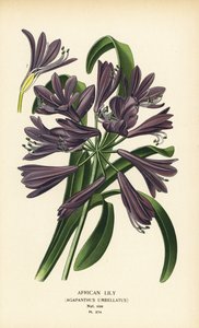 Afrikanische Lilie, Agapanthus africanus